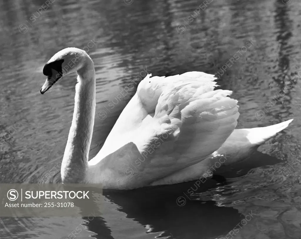 Swan swimming on water