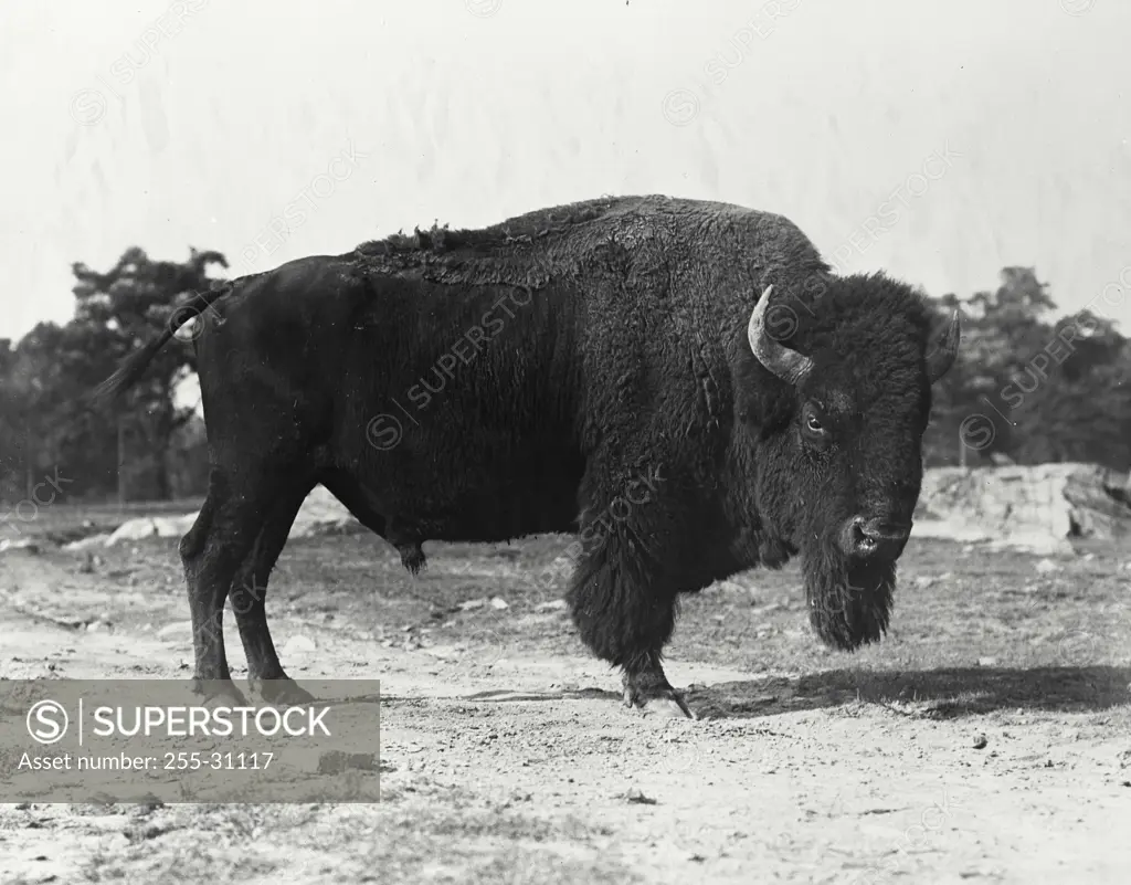 Vintage Photograph. American Bison seen standing in enclosure