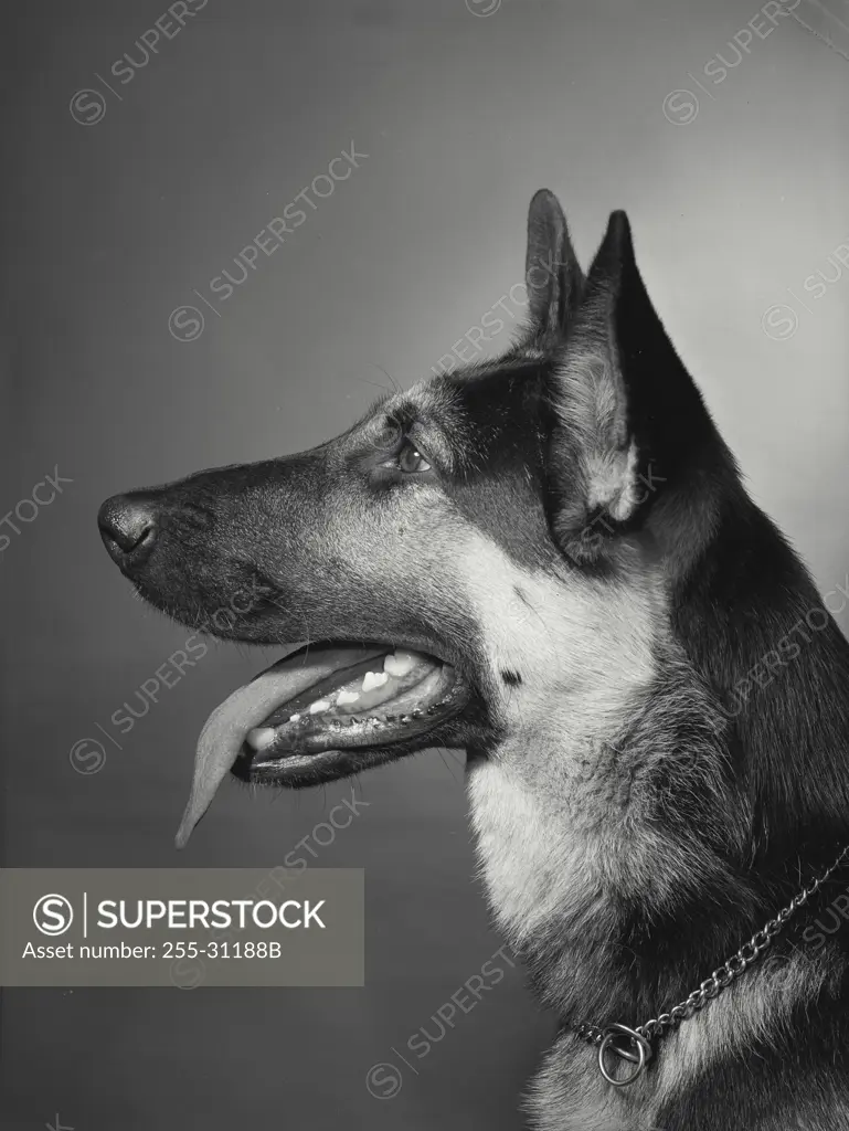 Vintage Photograph. Close-up of a German Shepherd panting