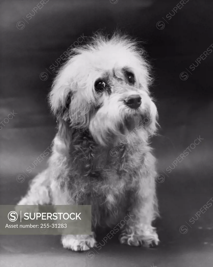 Front view of a Dandie Dinmont Terrier puppy