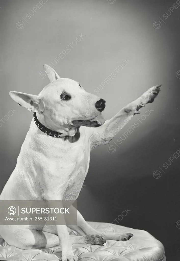 Vintage Photograph. Close-up of a Bull Terrier reaching out its paw