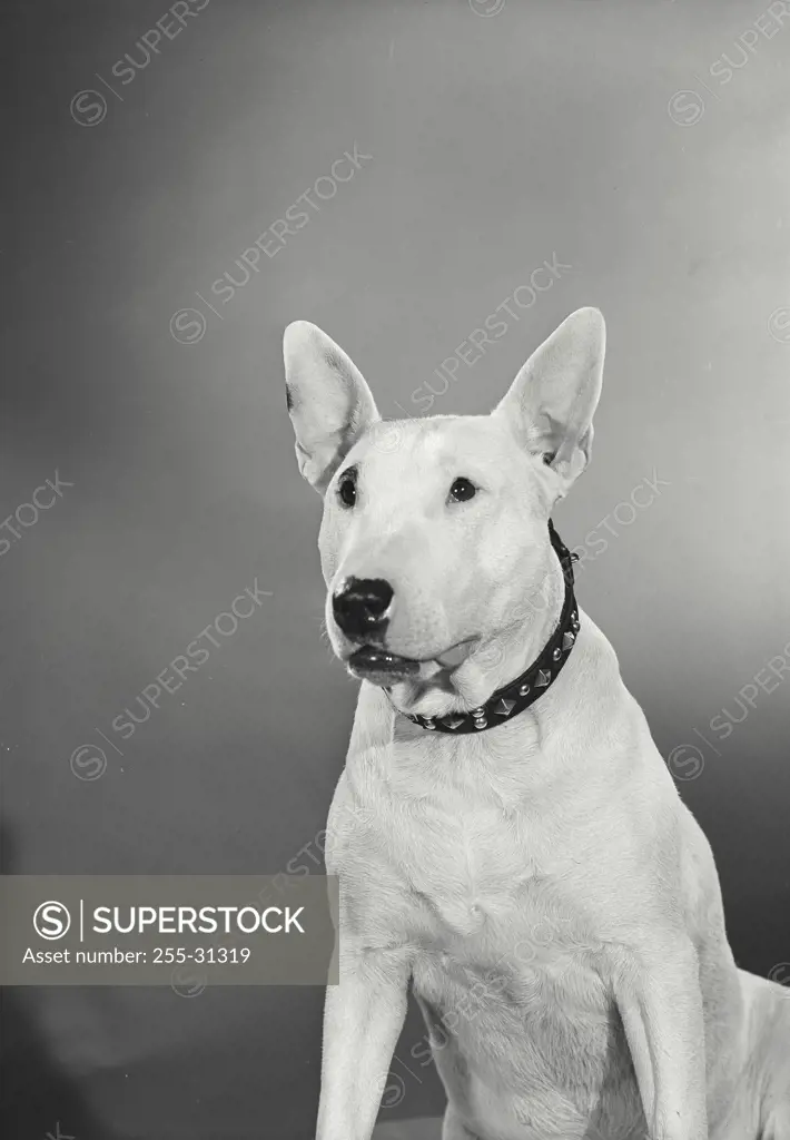 Vintage Photograph. Bull Terrier sitting on cushion looking ahead