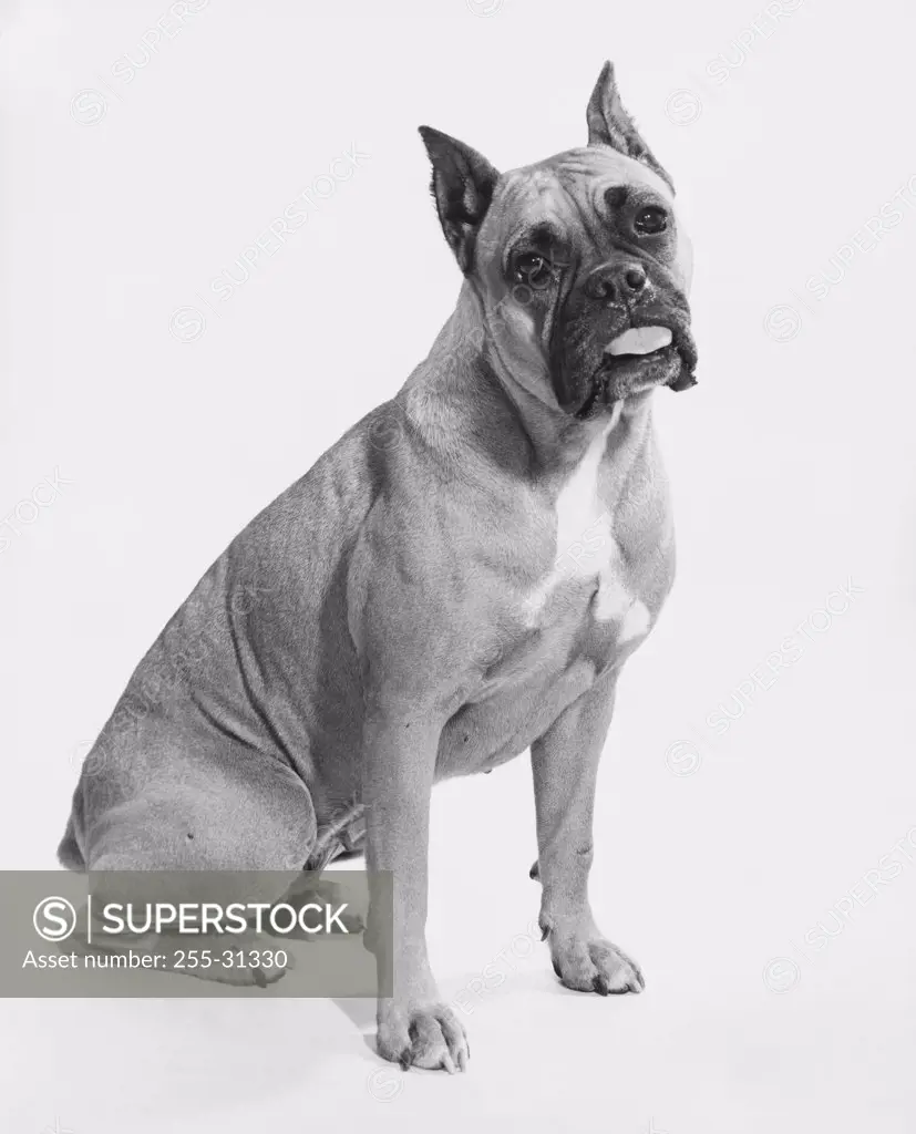 Boxer sticking its tongue out
