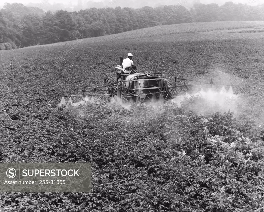 Farmer spraying insecticide in a potato field
