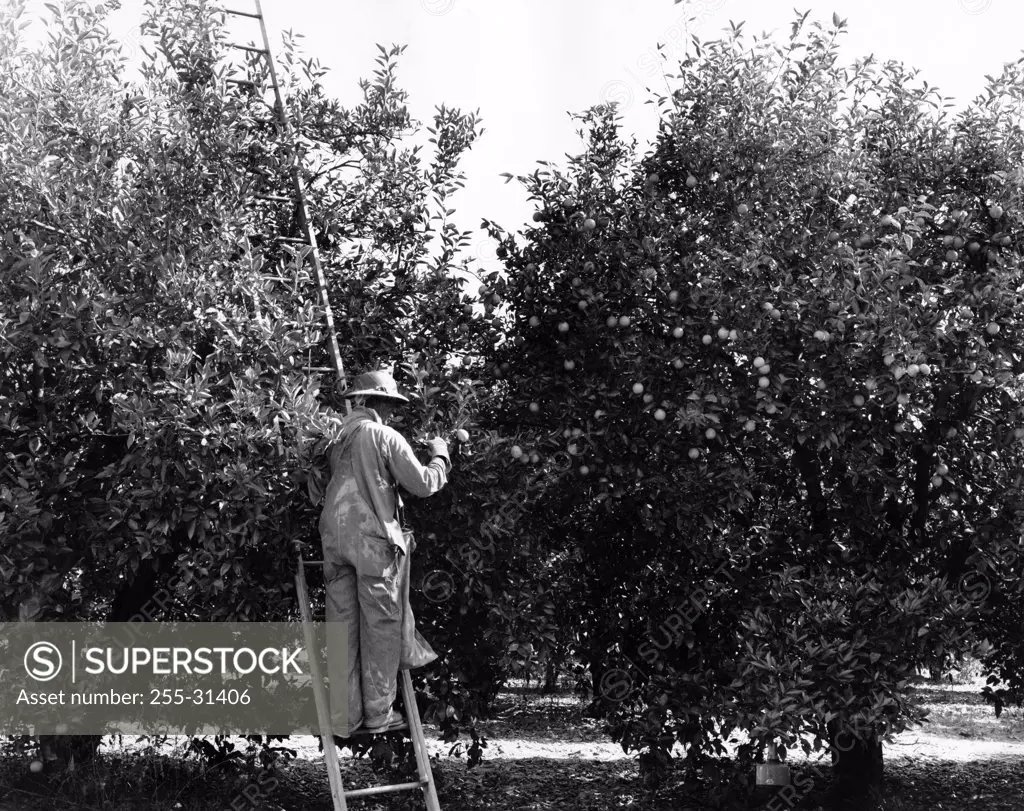 USA, Florida, Rear view of farmer harvesting oranges from orchard