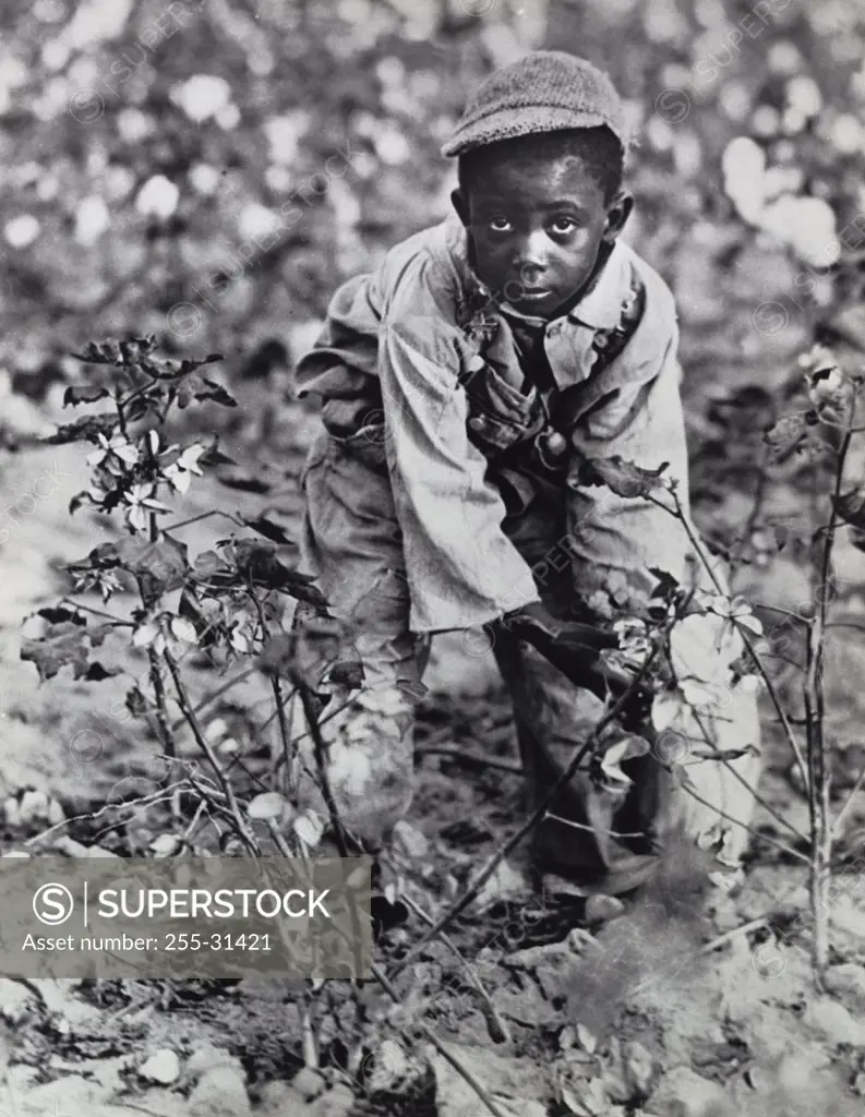 Vintage Photograph. Young African American child picking cotton in a South Carolina field