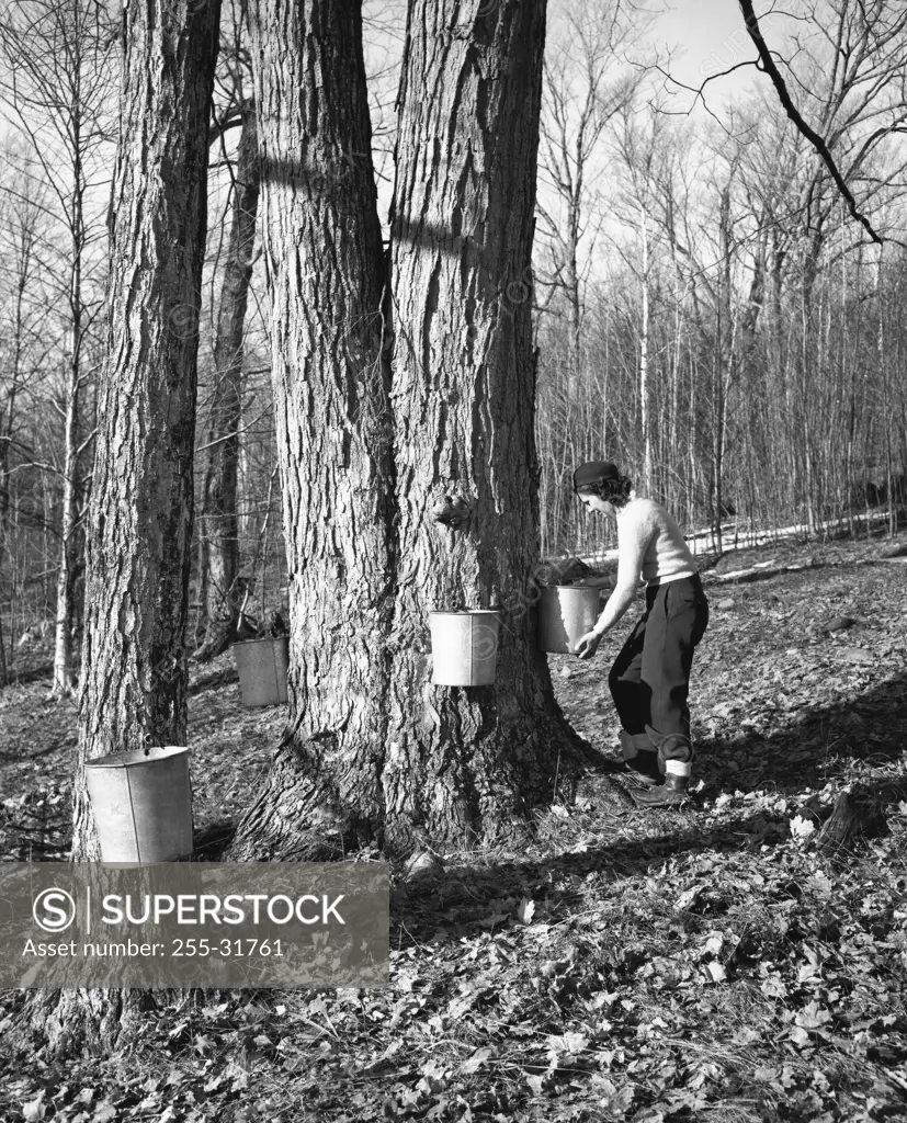 Woman collecting sap to produce maple syrup, Jefferson, Coos County, New Hampshire, USA