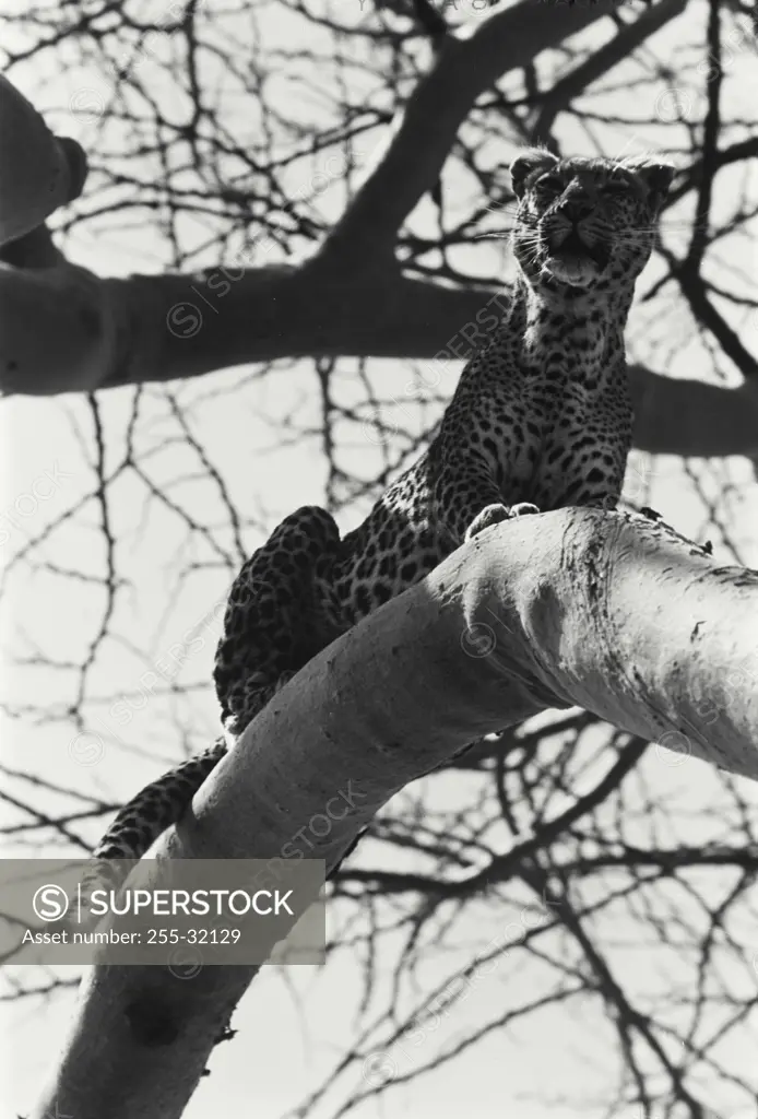 Vintage Photograph. Leopard up high in tree, Tanzania