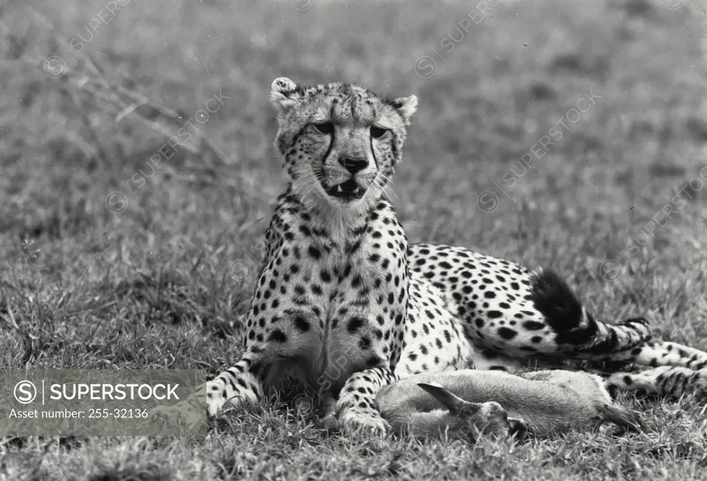 Vintage Photograph. Cheetah lying in grass with kill