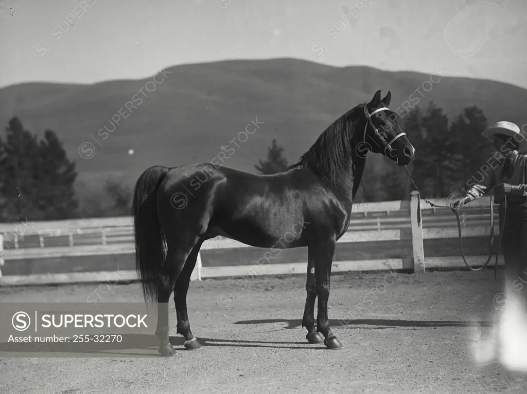 Vintage Photograph. Arabian stallion horse standing in paddock with handler