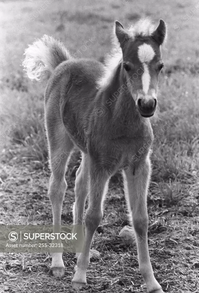 Front view of a foal standing