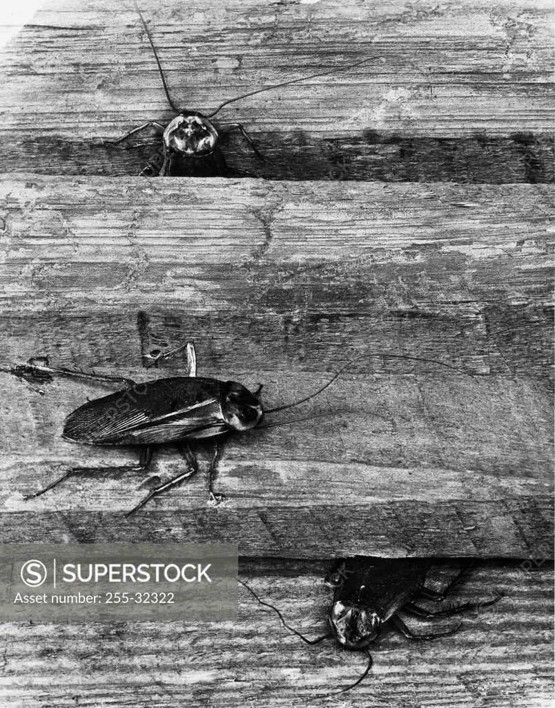 Vintage Photograph. Cockroaches coming out of wooden surface