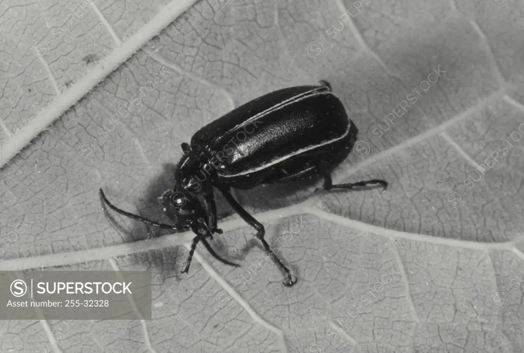 Vintage Photograph. Closeup of Blister Beetle on leaf (Epicauta)