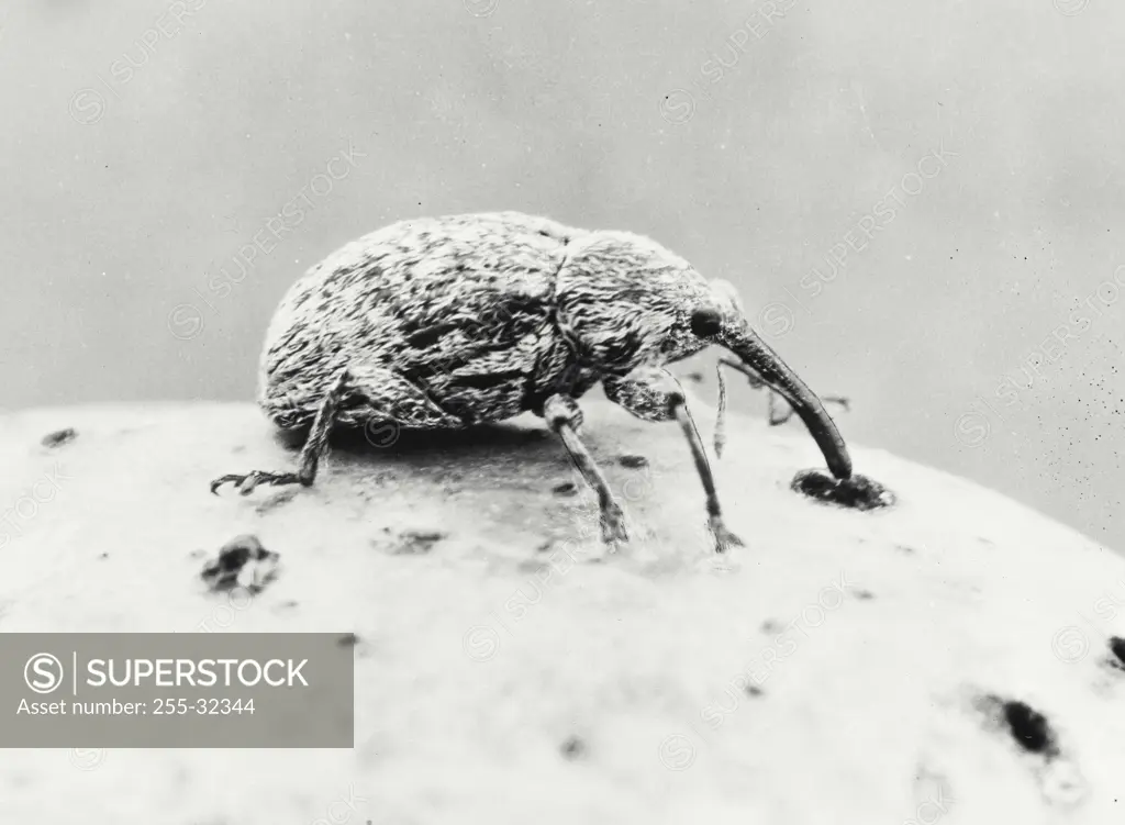 Vintage photograph. Close-up of a boll weevil (Anthonomus grandis)