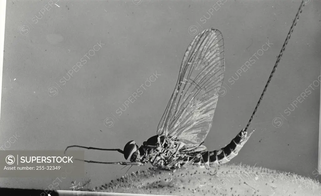 Vintage Photograph. Close up view of a May Fly.