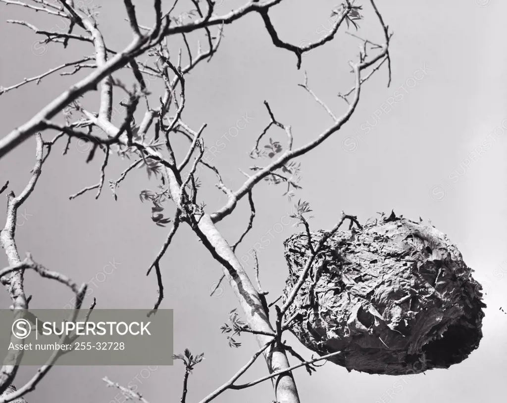 Low angle view of a wasp's nest in a bare tree