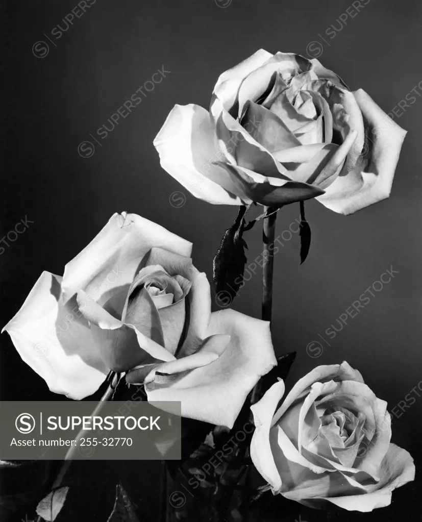 Vintage Photograph. Three roses in front of solid studio backdrop