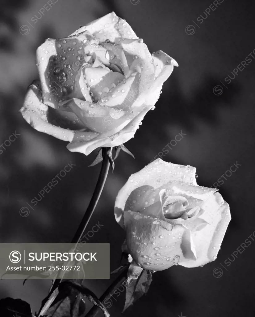 Vintage Photograph. Two white roses with wet petals in front of solid studio background with shadows