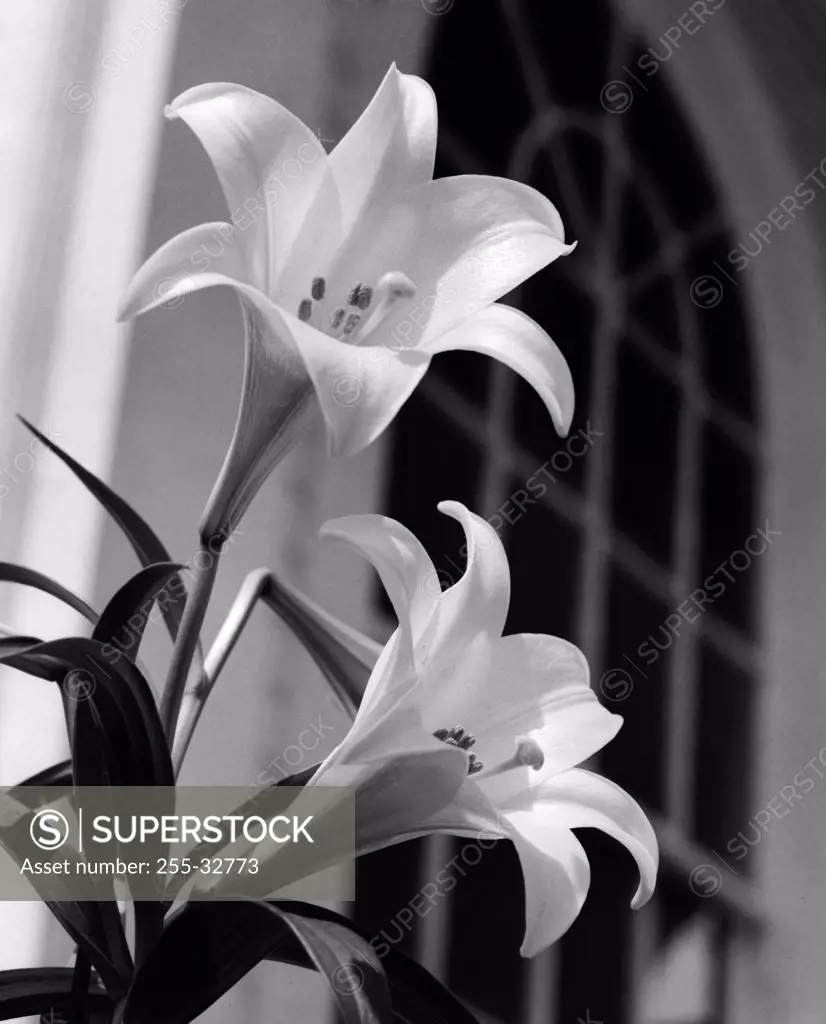 Low angle view of a pair of lilies