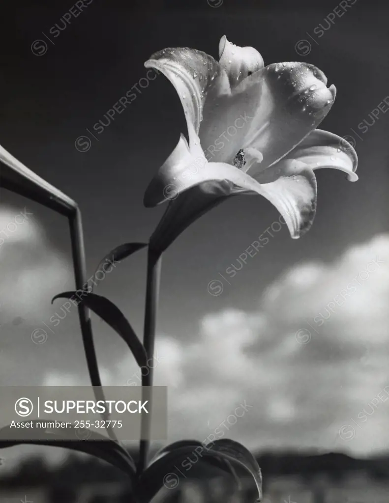 Lily blooming outdoors