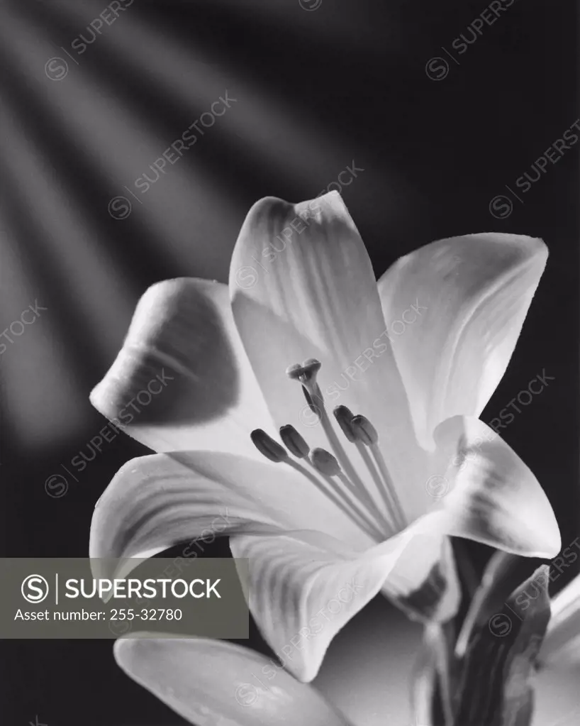 Close-up of Easter Lily