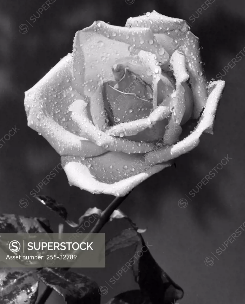 Vintage Photograph. White rose with wet petals in front of background with shadows