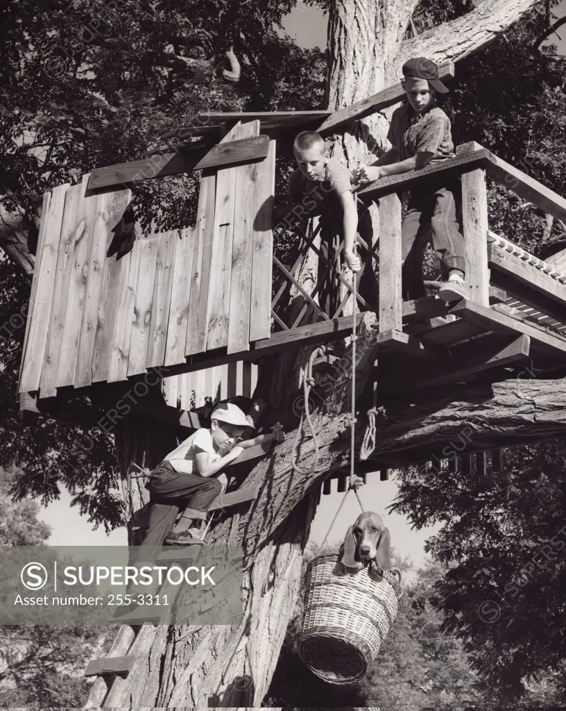 Low angle view of a boy pulling a dog up to a treehouse in a bucket