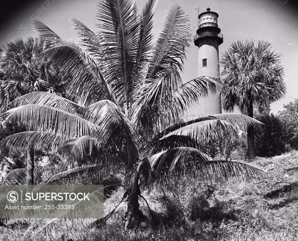 Palm tree in front of a lighthouse, Jupiter Inlet Lighthouse, Jupiter, Florida, USA