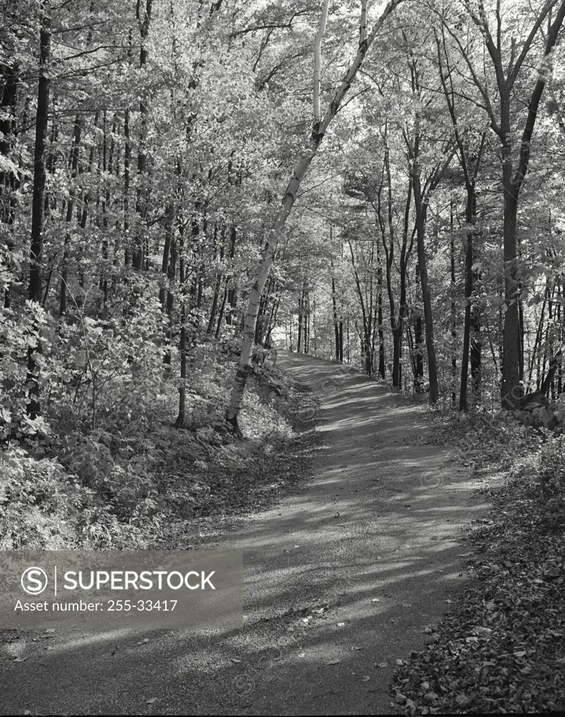 Vintage Photograph. Trail through trees in State Forest Park, Road up Mt. Philo,  North Ferrisburgh, Vermont