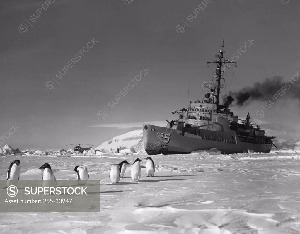 Penguins in front of an ice-breaker on a frozen sea, Ross Sea, Antarctica