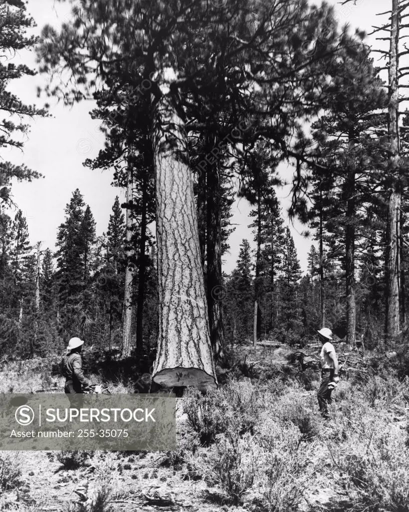 Two lumberjacks standing in a forest