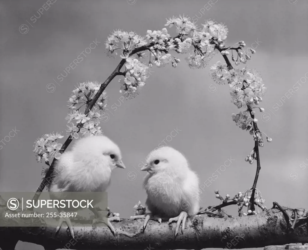 Two chicks perching on a branch