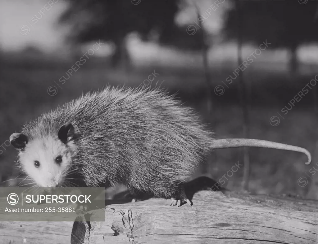 Opossum standing on a log (Didelphis marsupialis)