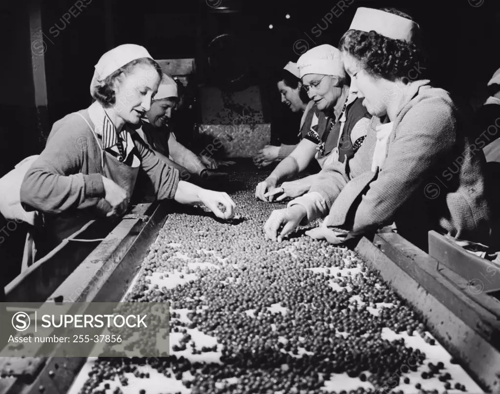 Side profile of a group of female workers sorting peas on a conveyor belt