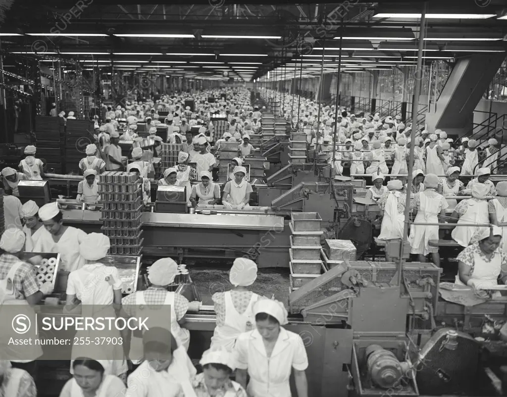 Vintage Photograph. Interior view of Dole Pineapple Cannery
