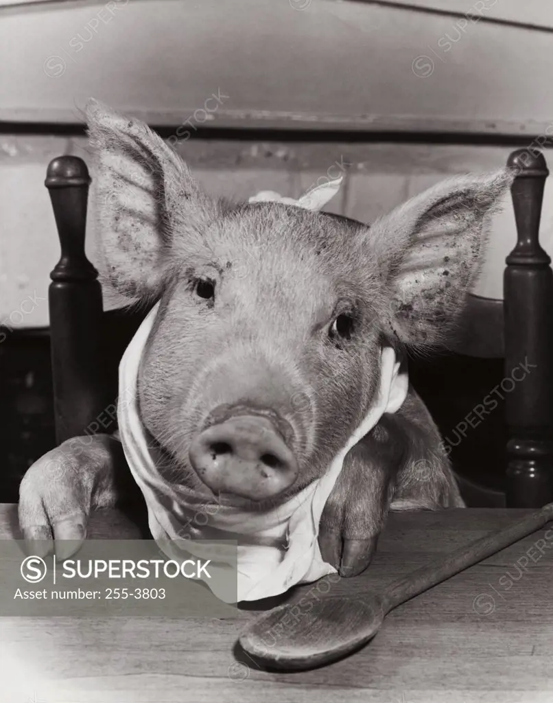 Close-up of a pig wearing a bib