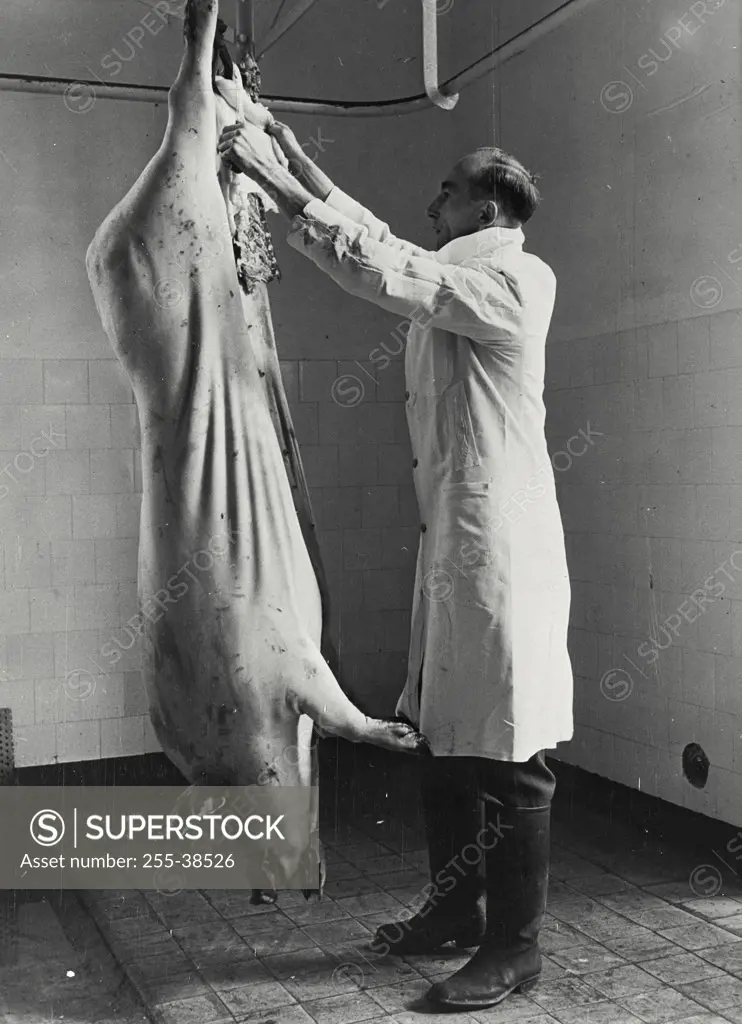 Vintage photograph. The Ministry of Agriculture's Veterinary Surgeon inspects all carcasses for disease.