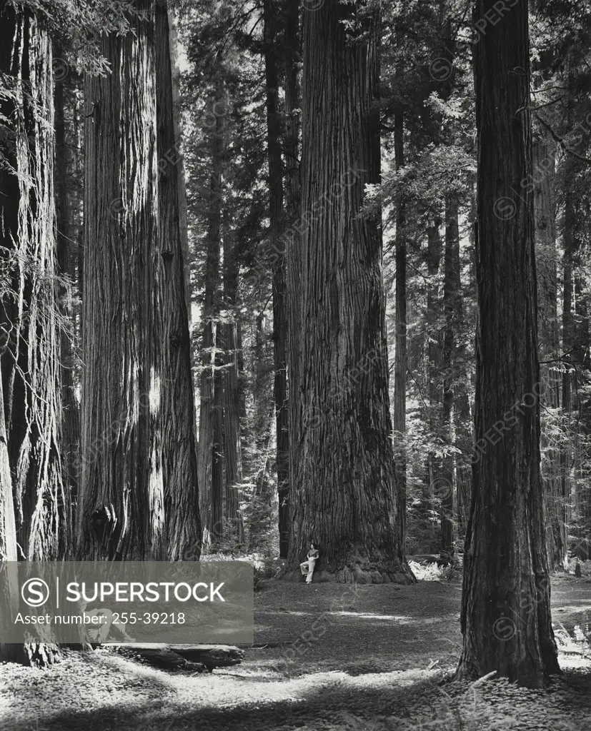 Vintage photograph. Giant redwoods of the Redwood Empire in Stout memorial grove near Crescent city, Del Norte County, California