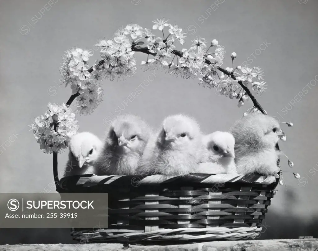 Close-up of five chicks in an Easter basket