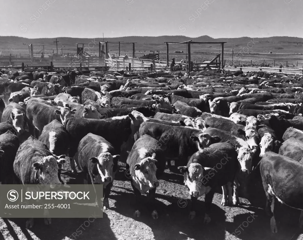 Herd of cattle in pen