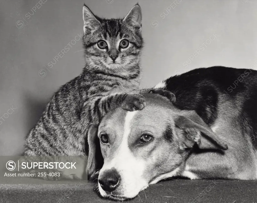 Portrait of a dog and a cat