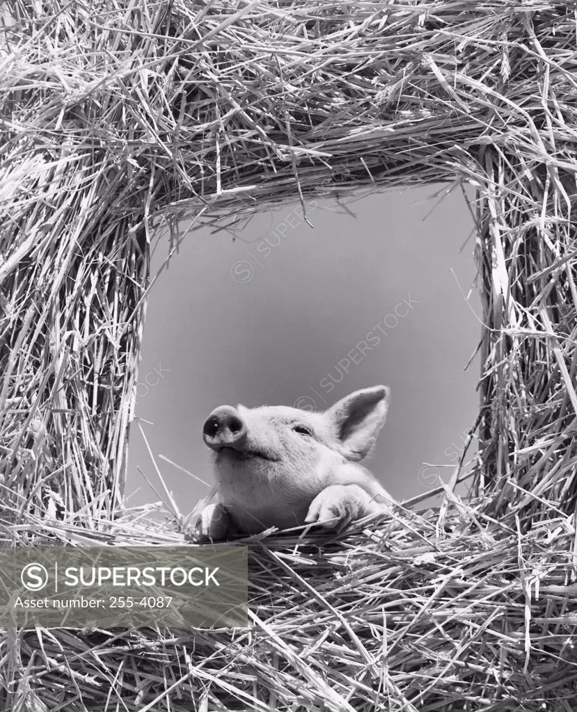 Low angle view of a pig looking through a window