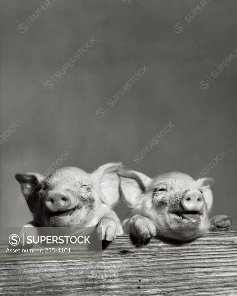 Portrait of two pigs