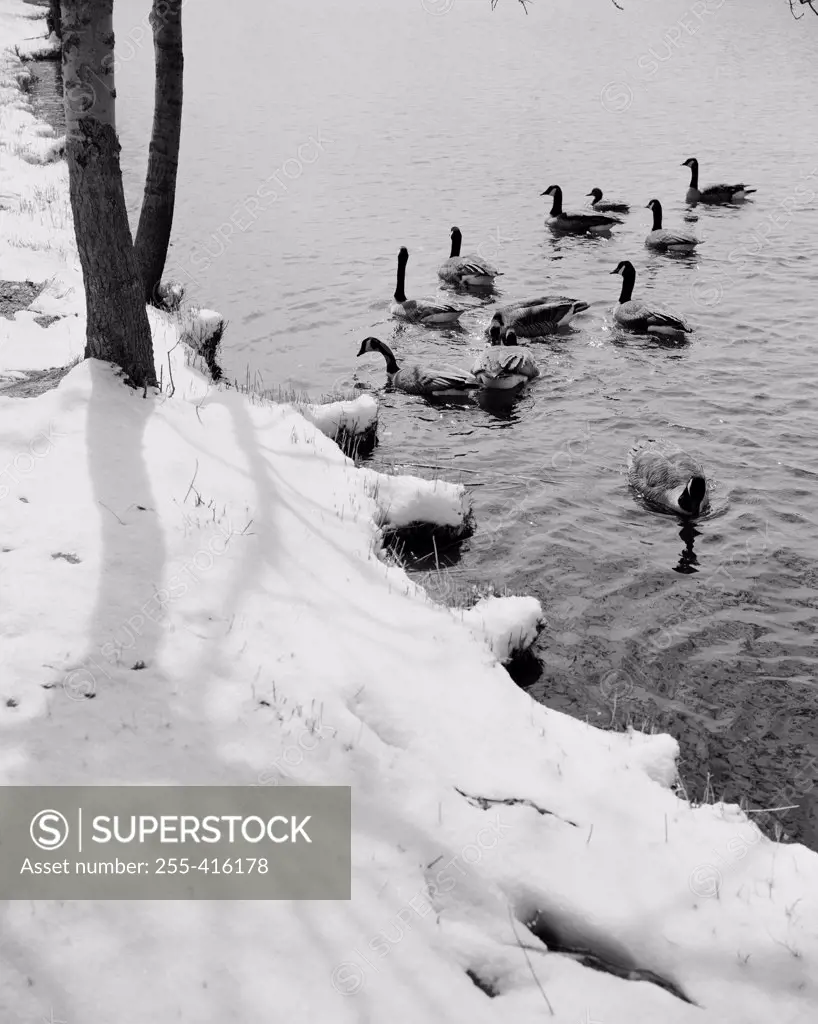 Ducks on lake in winter