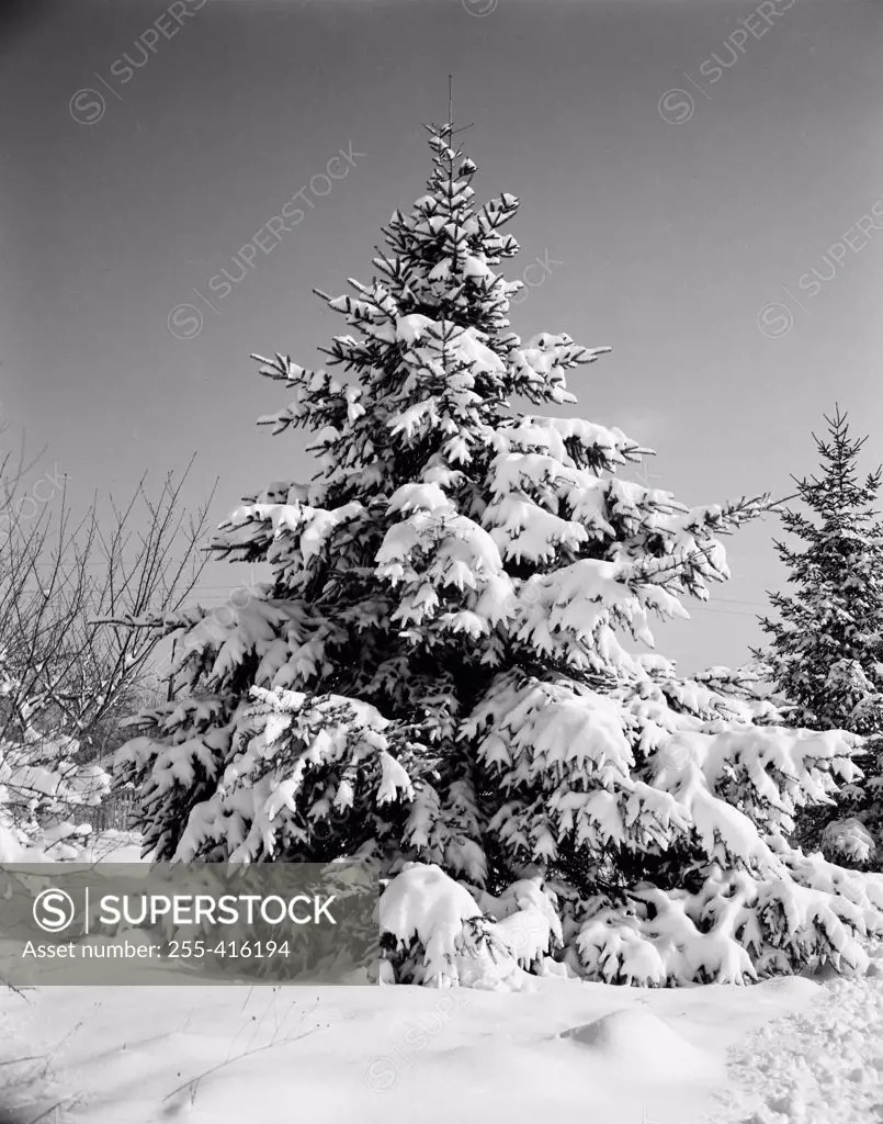 Snow covered spruce tree