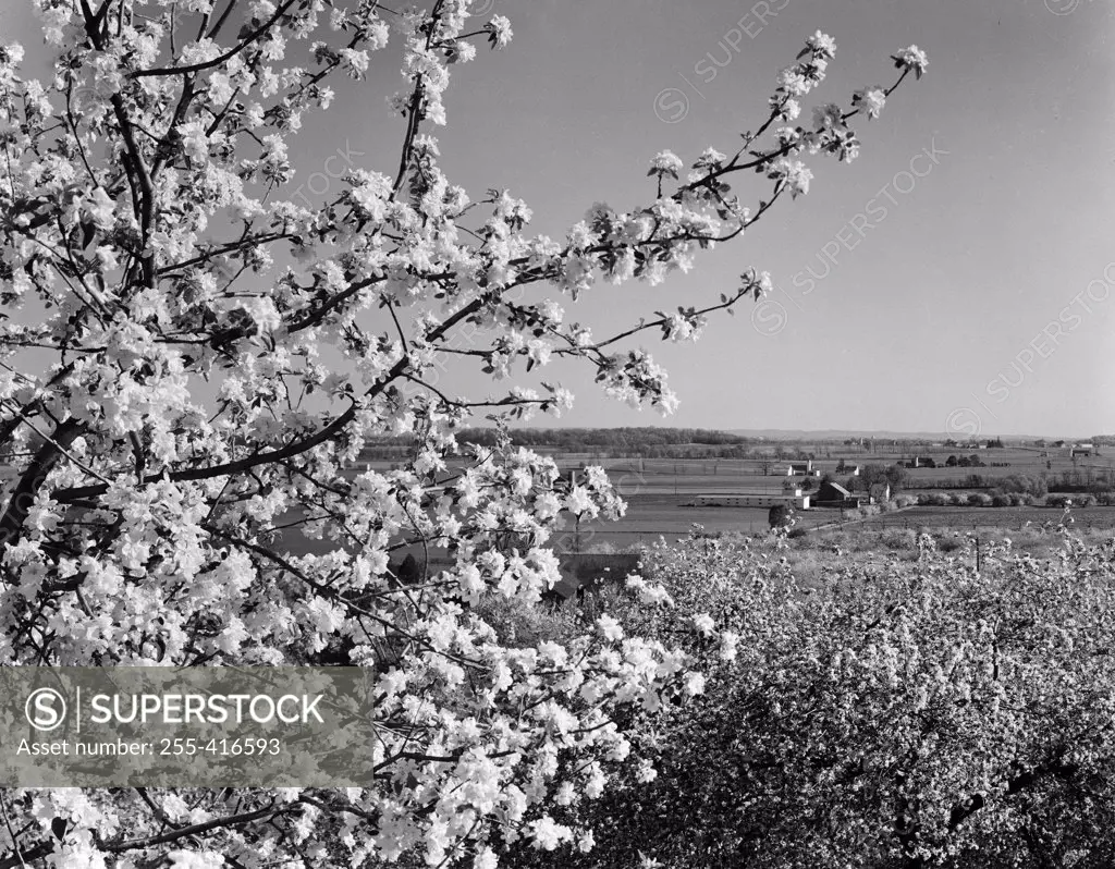 USA, Pennsylvania, Lititz, landscape with fruit tree blossom