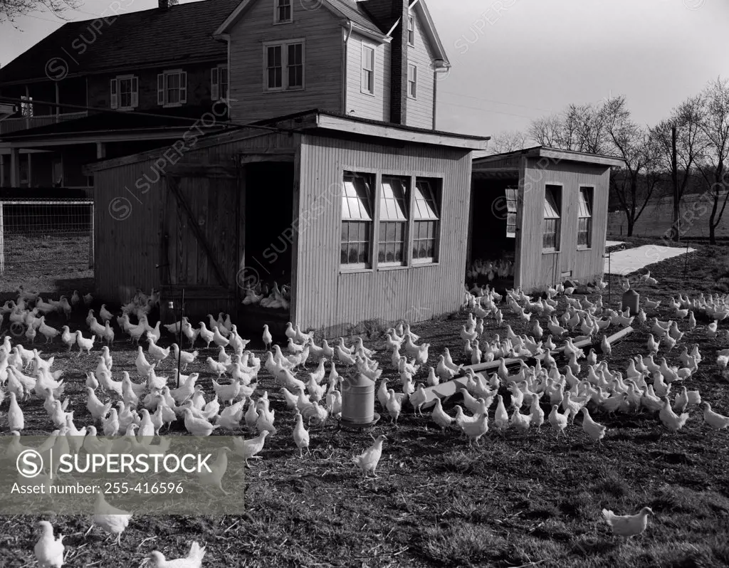 USA, Pennsylvania, Elizabeth, chickens near hen houses