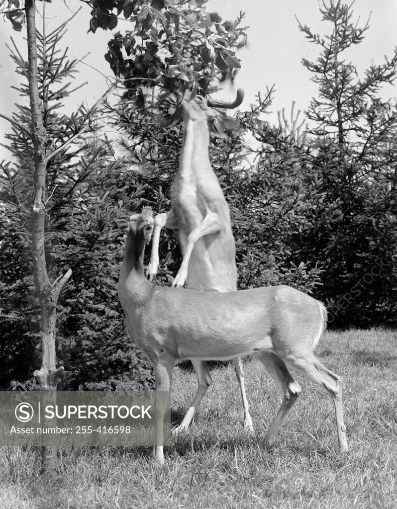Deer standing on hind legs and leaning on other deer reaching for leafs from tree