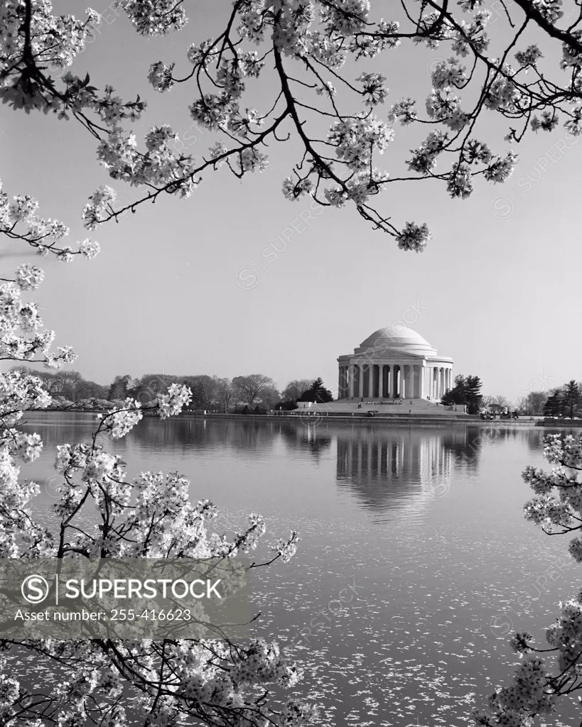 USA, Washington D.C., The Jefferson Memorial framed by cherry blossoms across the tidal basin in spring