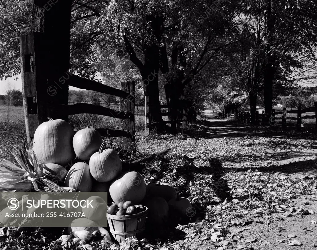 Heap of harvested pumpkins and apples on farm